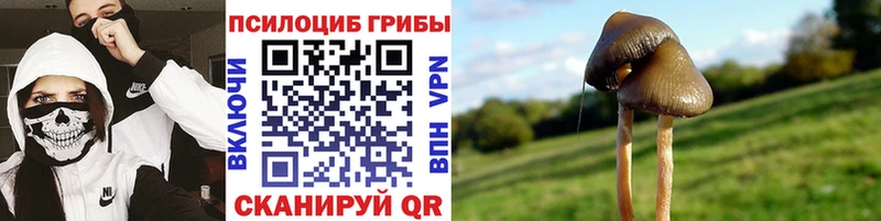 Псилоцибиновые грибы GOLDEN TEACHER  наркота  Козьмодемьянск 